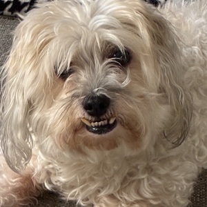 Fundraising Page: Chelsea Zinck
